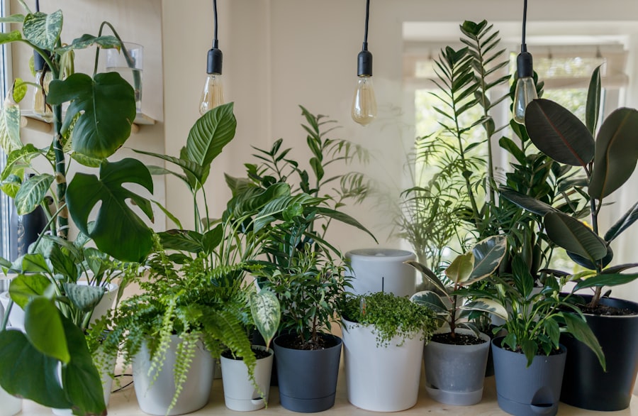 Plantas ornamentales de interior