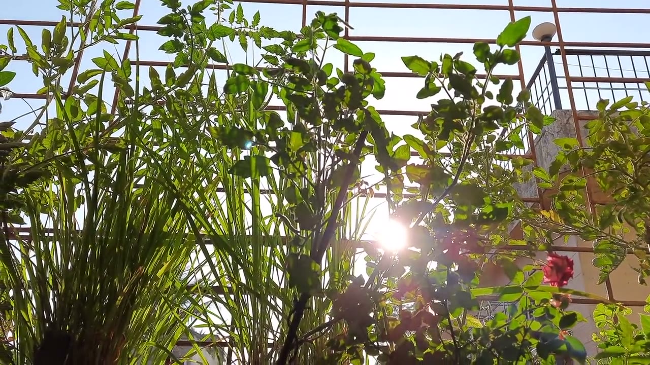 Terraza con tomates y plantas al sol